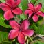 Plumeria rubra "Roulette" JJ