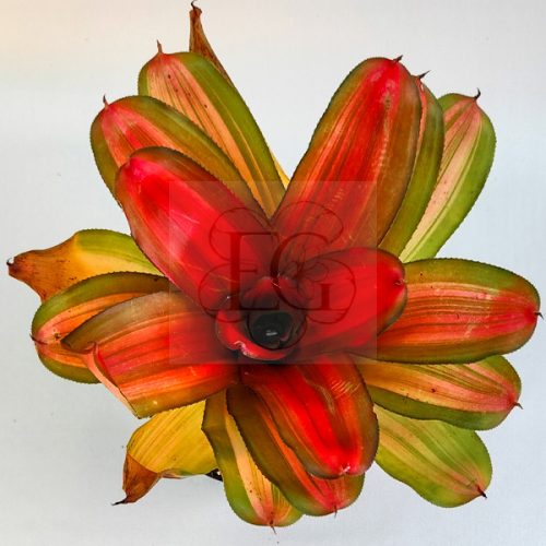 Neoregelia Orange Glow 