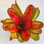Neoregelia Orange Glow 