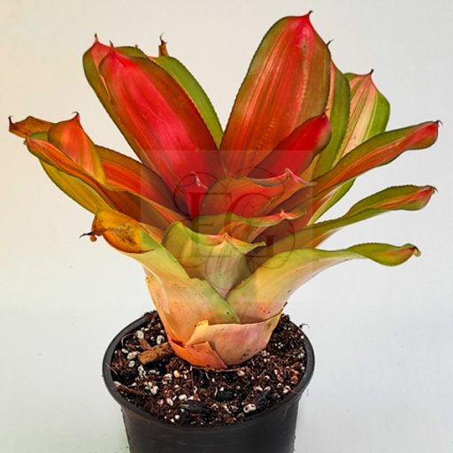 Neoregelia Orange Glow 