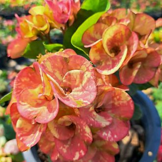 Euphorbia milii "Lert Pat Ta Phe" (A19)