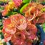 Euphorbia milii "Lert Pat Ta Phe" (A19)