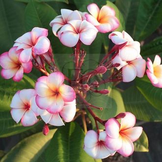 Plumeria rubra "Thumbalina" JJ