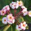 Plumeria rubra "Thumbalina" JJ