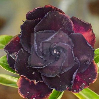 Adenium obesum (S-7695)