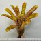 Neoregelia Popoki