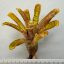 Neoregelia Popoki