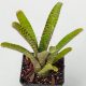 Neoregelia Popoki