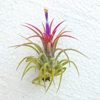 Tillandsia Ionantha Fuego/L