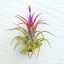 Tillandsia Ionantha Fuego/L