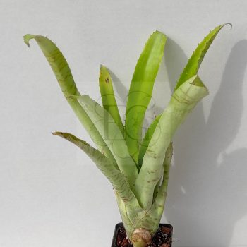 Aechmea Billing Aechmea Billing