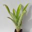 Aechmea Billing