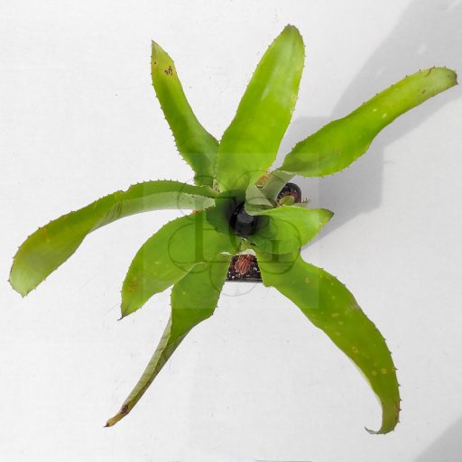 Aechmea Billing