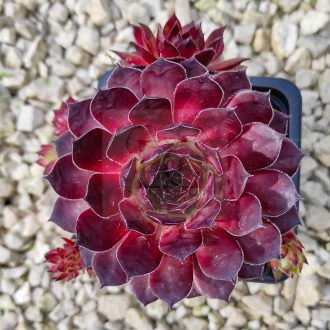 Sempervivum sp.31-Kövirózsa