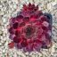 Sempervivum sp.31-Kövirózsa