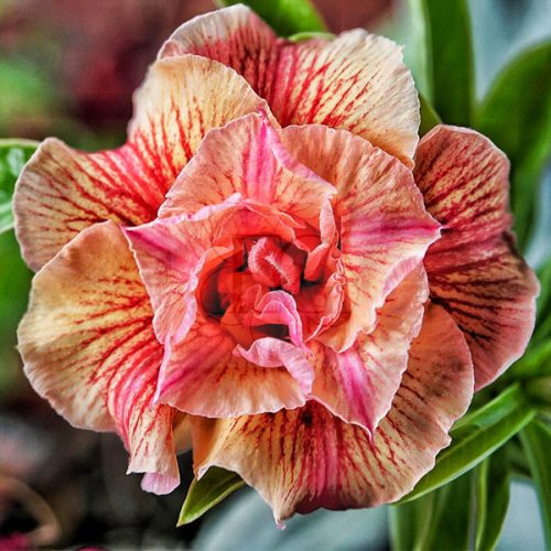 Adenium obesum (S-39)
