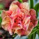 Adenium obesum (S-39)