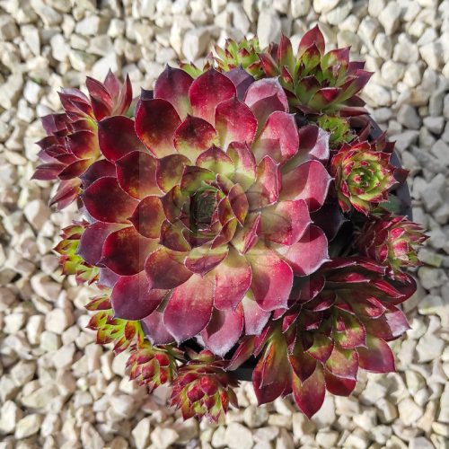 Sempervivum sp.24/Nagy