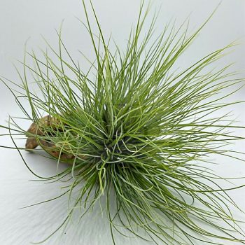 Tillandsia Bartramii PULK Kork Tillandsia Bartramii PULK Kork
