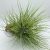 Tillandsia Bartramii PULK Kork
