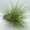 Tillandsia Bartramii PULK Kork/XL