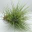 Tillandsia Bartramii PULK Kork/XL