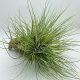 Tillandsia Bartramii PULK Kork/L