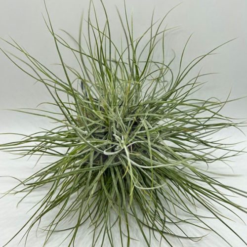 Tillandsia Schiedeana Major Pulk Kork