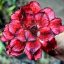 Adenium obesum (S-2420)