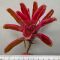 Neoregelia Donger 