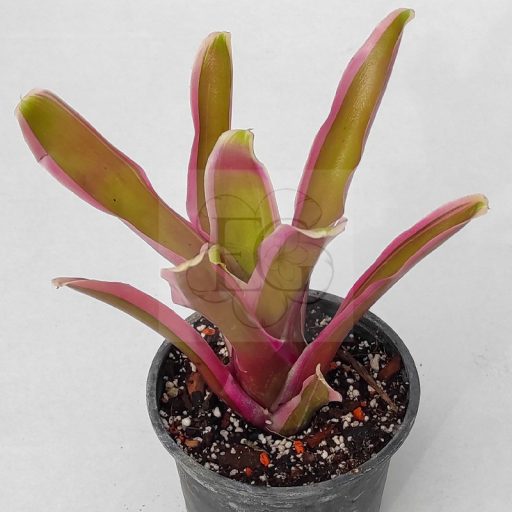 Neoregelia Donger 