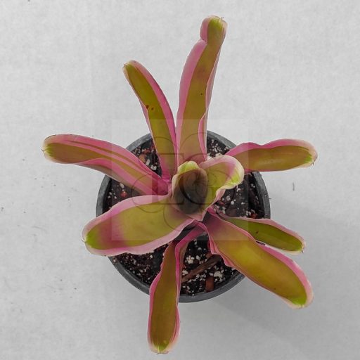 Neoregelia Donger 