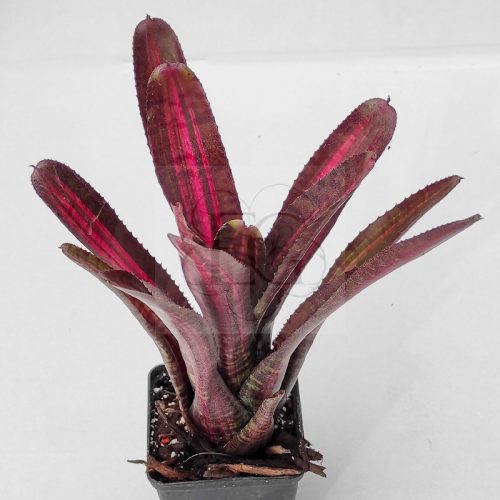 Neoregelia Hot Flash