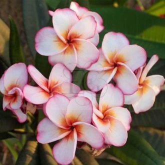Plumeria rubra "Temple Fire"