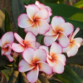 Plumeria rubra "Temple Fire" Plumeria rubra "Temple Fire"