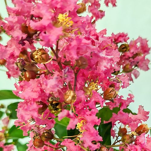 Lagerstroemia "Hopi"-Kínai selyemmirtusz