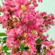 Lagerstroemia "Hopi"-Kínai selyemmirtusz