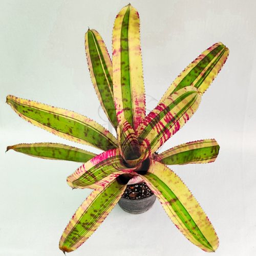 Neoregelia Captain Moxley 