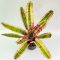 Neoregelia Captain Moxley 