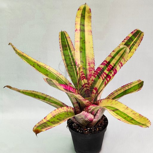 Neoregelia Captain Moxley 