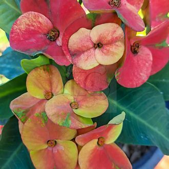 Euphorbia milii "New Hybrid" (A71)