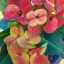 Euphorbia milii "New Hybrid" (A71)
