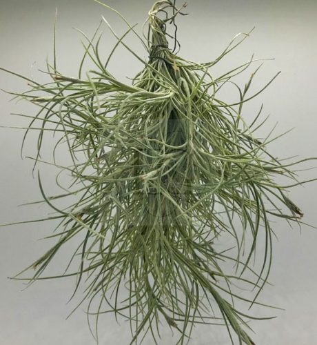 Tillandsia Recurvata Pulk/S