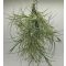 Tillandsia Recurvata Pulk/S