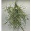 Tillandsia Recurvata Pulk/S