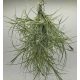 Tillandsia Recurvata Pulk/S