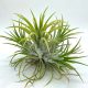 Tillandsia Ionantha Druid Pulk