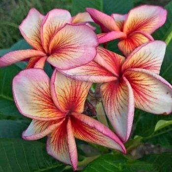 Plumeria rubra "Sirius" SK Plumeria rubra "Sirius" SK