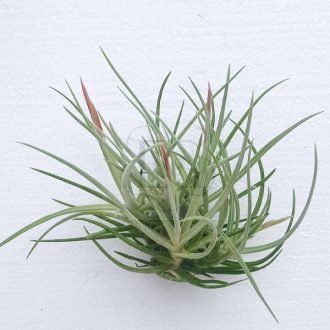 Tillandsia Glaribor Pulk