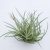 Tillandsia Glaribor Pulk